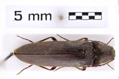 Foto (Dorsalansicht) von Melanotus majori (Platia, 2008) (NHMW-ZOO-COL-0007650)